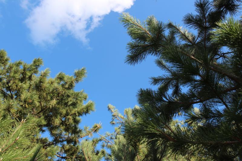 青々と茂る木の葉と晴れた空の写真