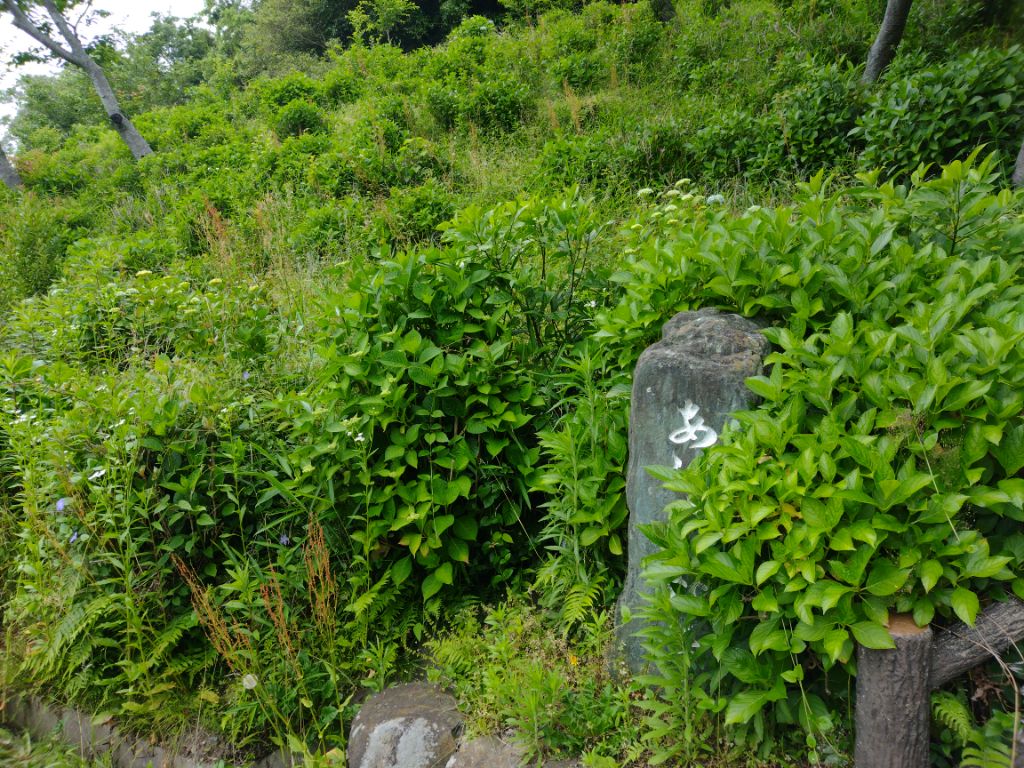 令和7年5月30日のあじさい苑の写真1