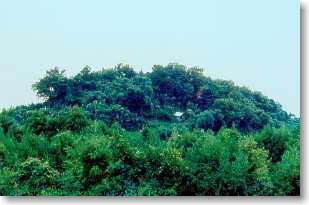 木々が生い茂る急崖上に作られた岩屋古墳の写真
