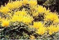 黄色い花を咲かせたモクゲンジの写真