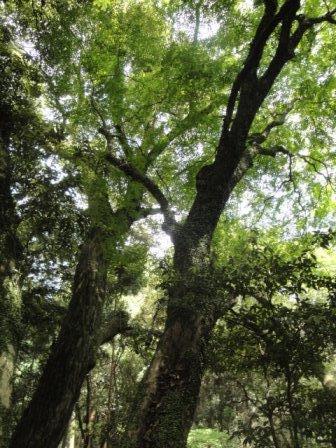 イロハモミジの木の写真