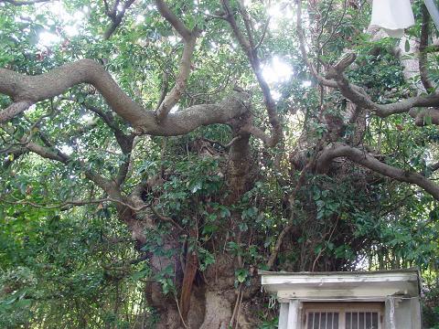 タブノキの幹と傍に建っている小屋の写真