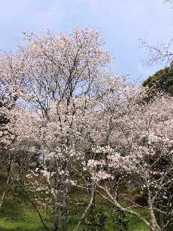 桜の写真
