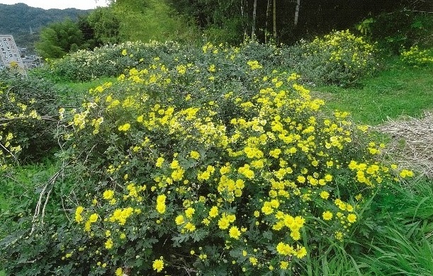 虹ケ浜菊