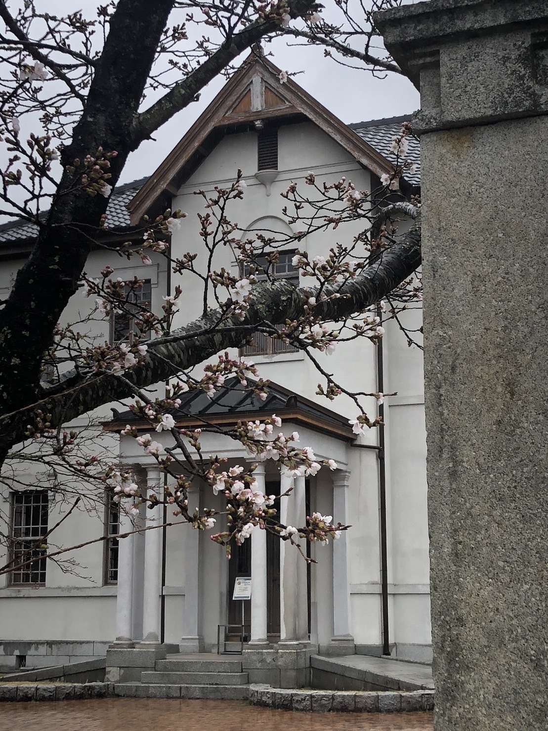 桜の写真