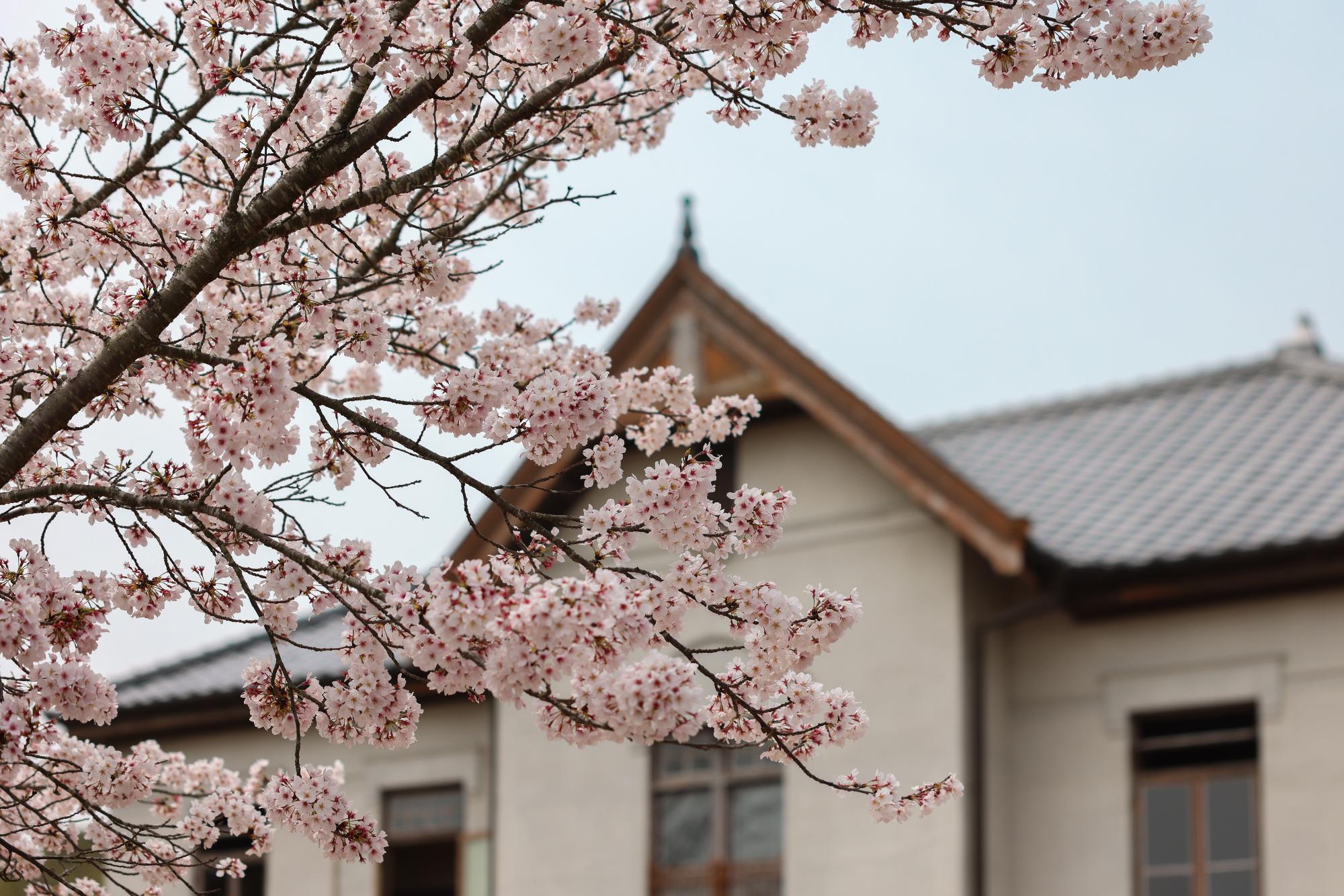 桜の写真