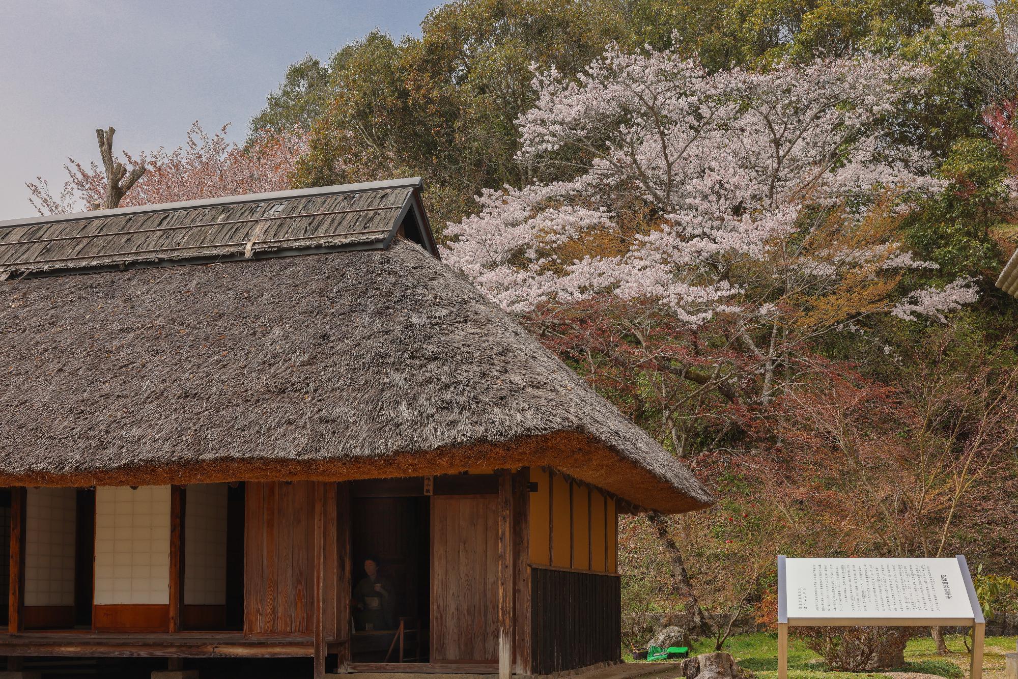 桜の写真