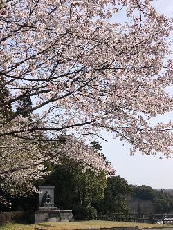 桜の写真