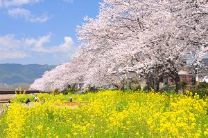 桜の並木道の写真