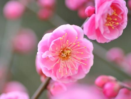 ピンク色の花が満開に咲いたウメの写真