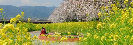 ピンク色の桜と黄色の菜の花が咲いている公園の花壇の枠に腰をかけ座っている人の写真