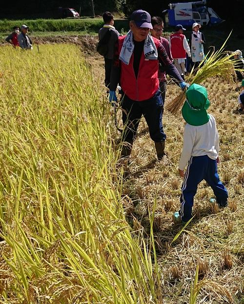 刈った稲の束を男の子に見せている男性の写真