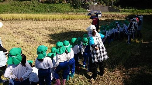 横一列に並び、田んぼでコンバインの稲刈りの実演を見ている子供たちと女性の写真