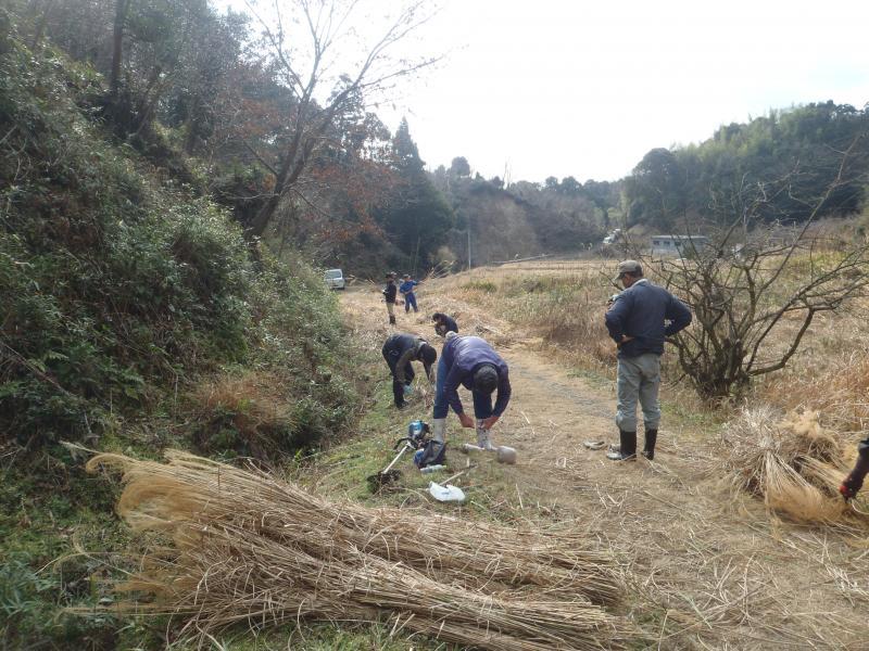 刈り取られた後の茅の後片付けを男性達がしている写真