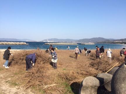 海岸の枯れた植物を撤去する人々の写真