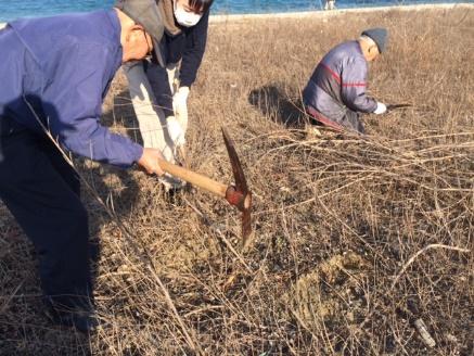 草刈り釜を持った男性らが枯れた植物を刈ろうとしている写真
