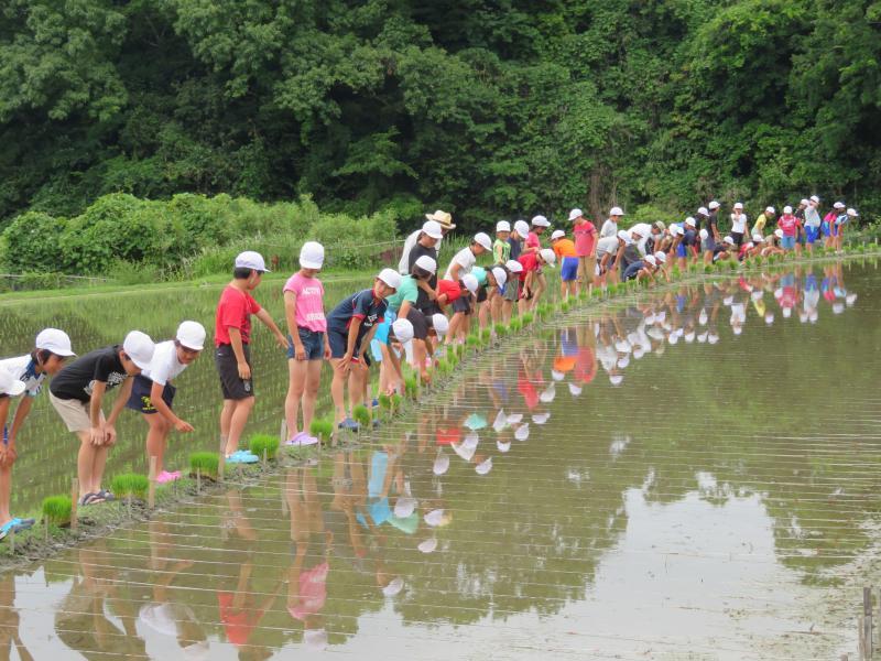 田植えの前に苗を横に置きあぜ道に一列に並んでいる子供たちの写真