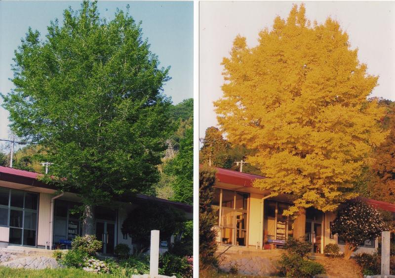 左が緑、右が黄色に紅葉したシンボルツリーの移り変わりを撮影した写真