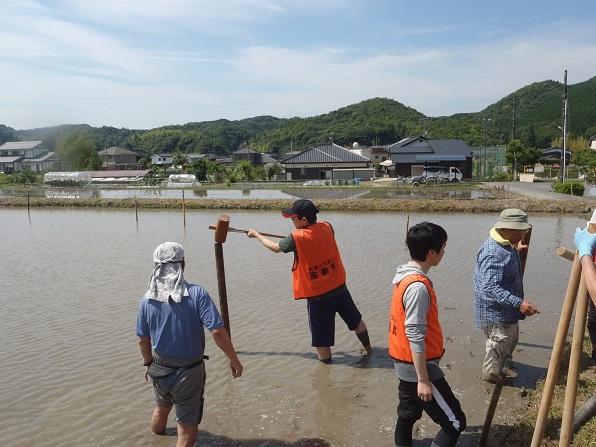 地域ふれあい協働隊が田んぼのどろんこの中で杭を打っている写真