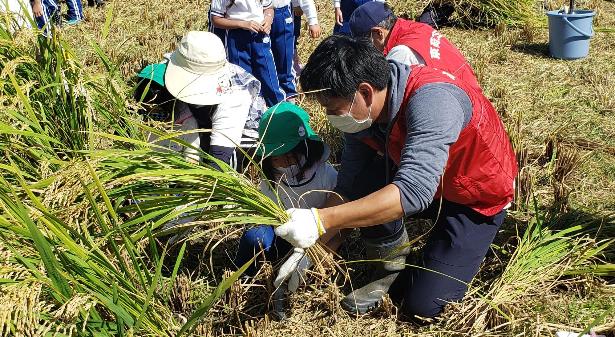 園児と協力隊員が稲を収穫する様子の写真