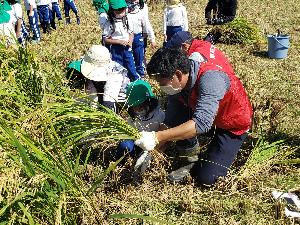 園児と一緒に稲の刈り取りを行っている川口隊員