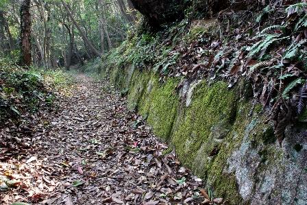 落ち葉が大量に積もった森の小道を映した写真