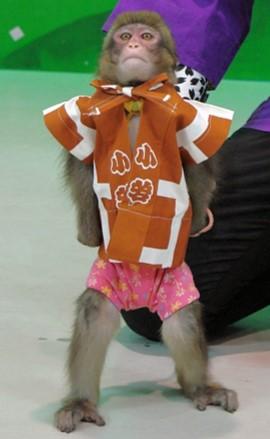 猿が茶色い法被姿に花柄のパンツを履いて立っている写真