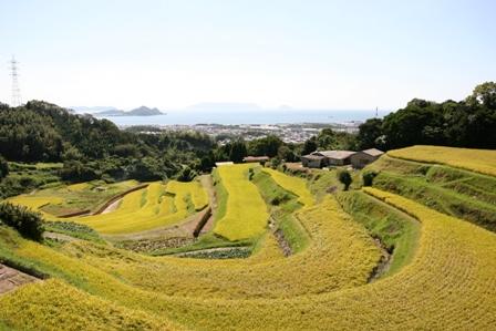 棚田の写真
