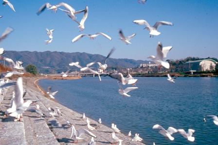 青空の下で川辺で白い鳥が飛び立つ瞬間の写真