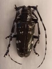 ツヤハダゴマダラカミキリ