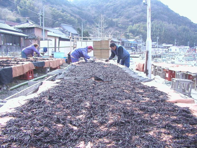 背景に山が見える古い民家が立ち並ぶ海沿いで大きな台の上で大量のひじきを手に取って広げていく3人の男女の写真