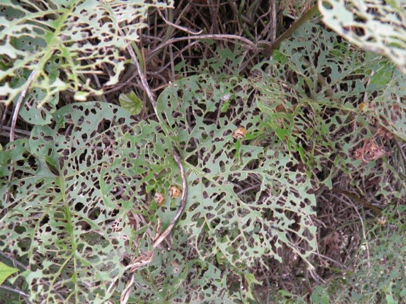 食害痕で原型がなくなったノアサガオの葉とその上にいる3匹のヨツモンカメノコハムシの成虫の写真