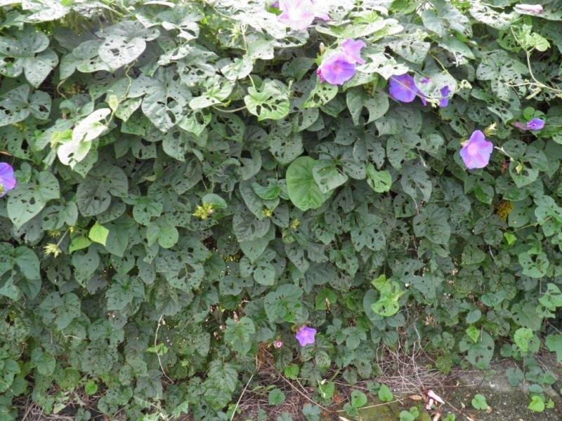 食害痕がたくさんあるノアサガオの葉と薄紫色のノアサガオの花の写真