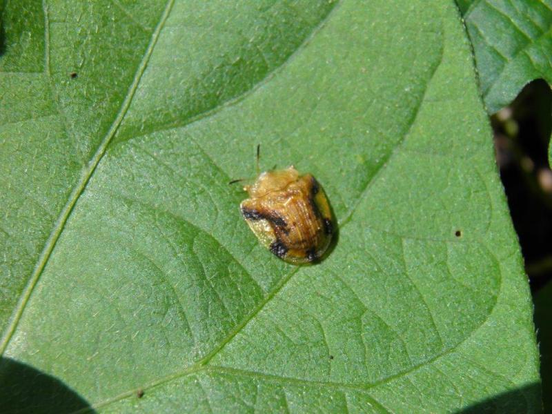 葉の上にいるヨツモンカメノコハムシの成虫の写真
