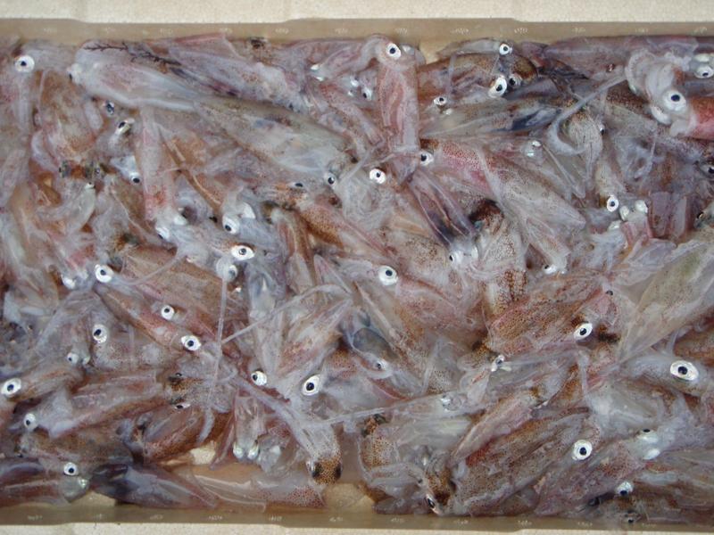 発泡スチロールの箱に入った大量のイカの写真