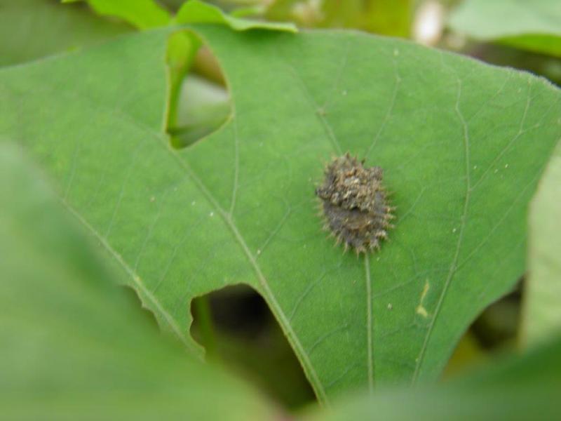 食害痕のある葉の上にいるヨツモンカメノコハムシの幼虫の写真