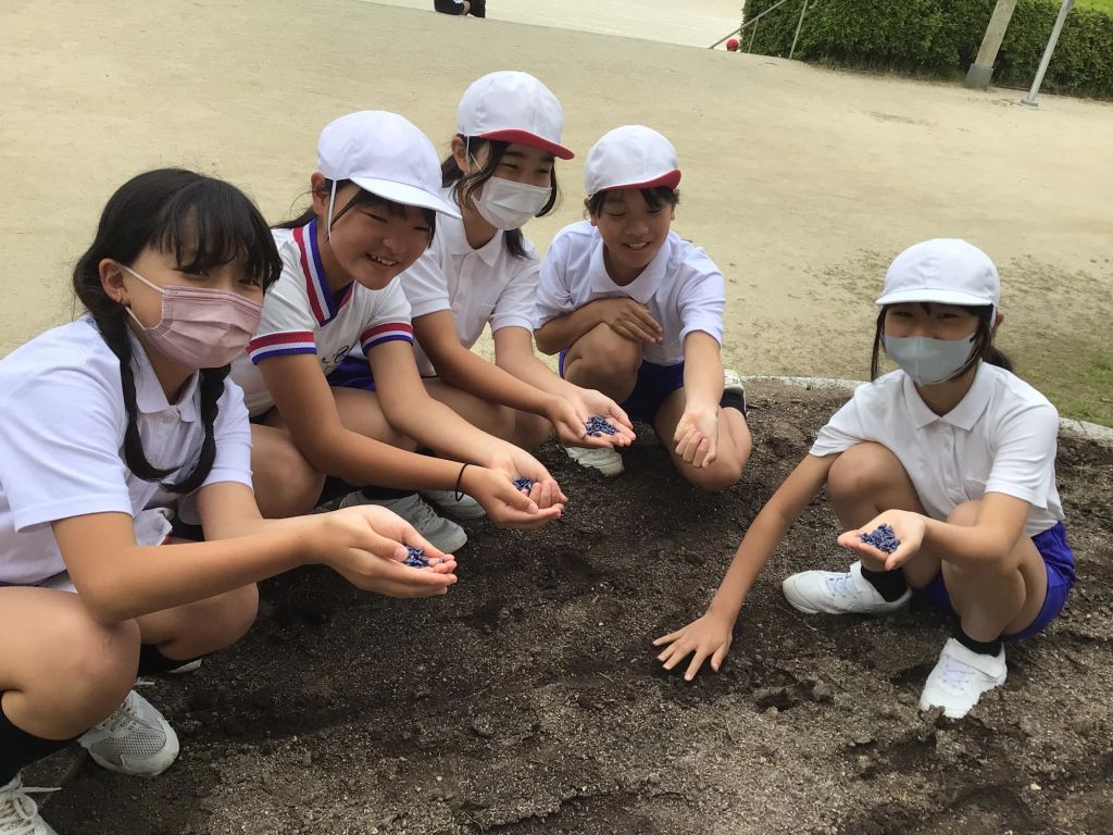 種まき