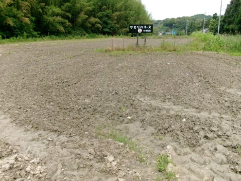 種まき