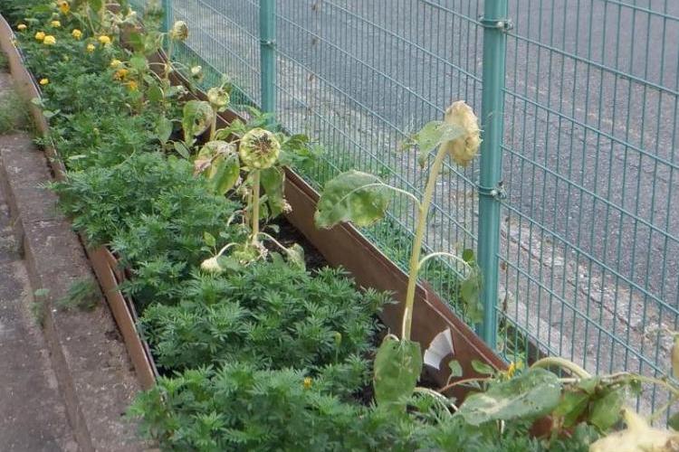 ひまわり開花終了