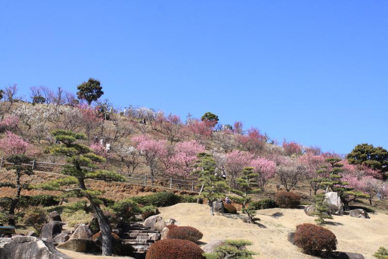 やや傾斜のある土地にピンク色の花の咲いた木々が並んでいる写真