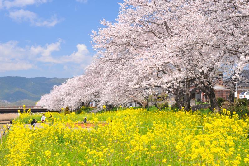 黄色い花が咲いている野原に花の咲いた桜の木がある写真