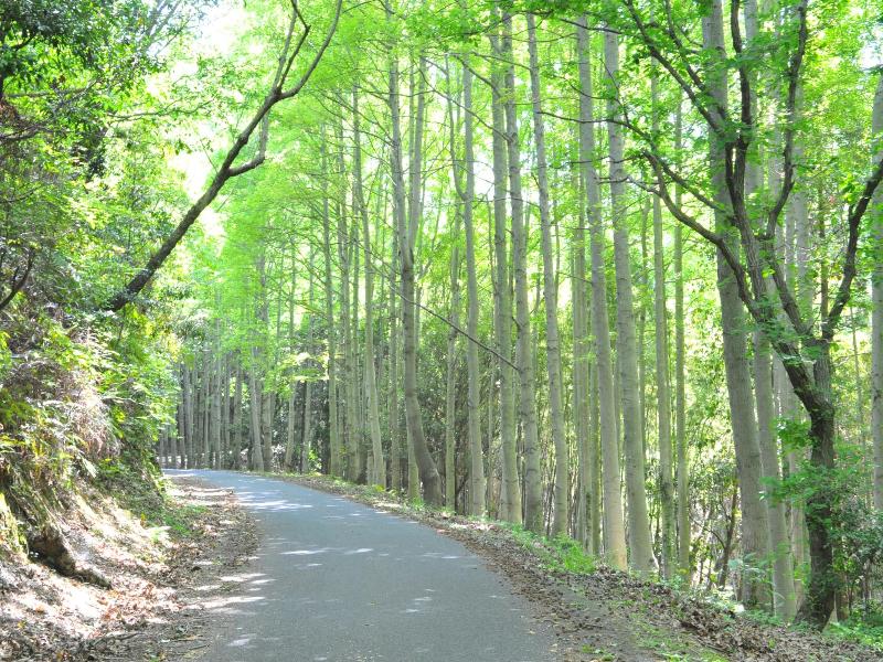 山の中の整備された小道の両脇に木々が生い茂っている写真