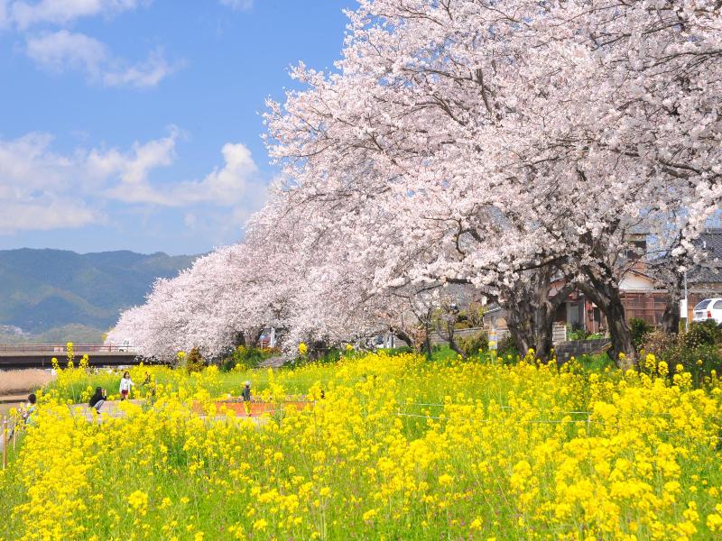 黄色い花が広範囲に咲いておりその奥にある花が咲いた桜の木の写真