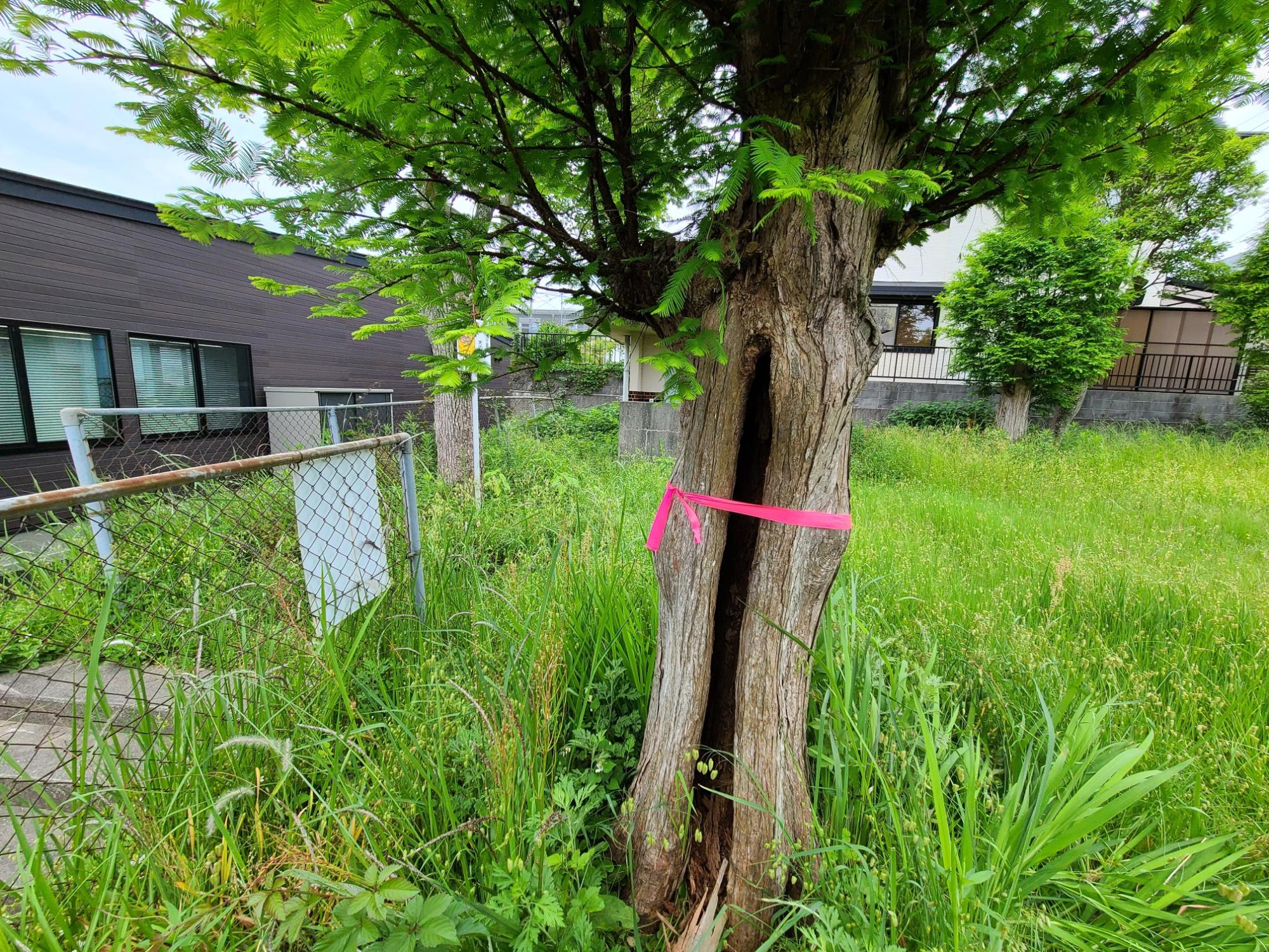 倒木の危険がある樹木の伐採について／光市