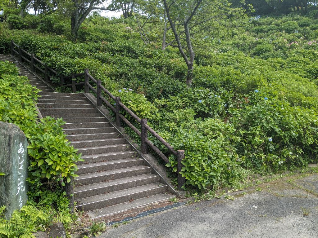 令和6年5月30日のあじさい苑の写真1