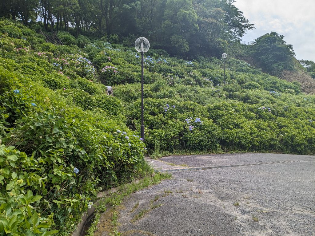 令和6年5月30日のあじさい苑の写真2
