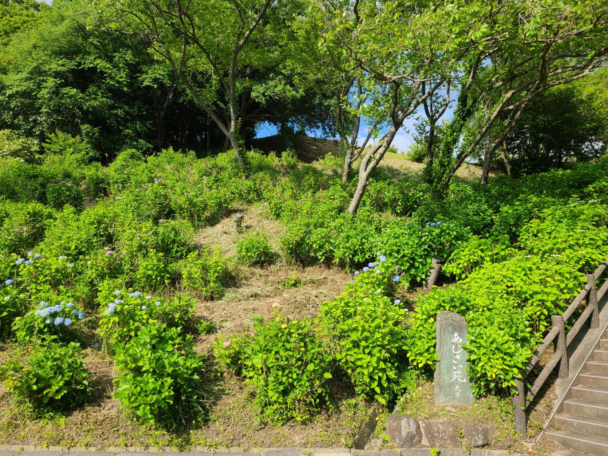 令和6年6月3日のあじさい苑の写真1