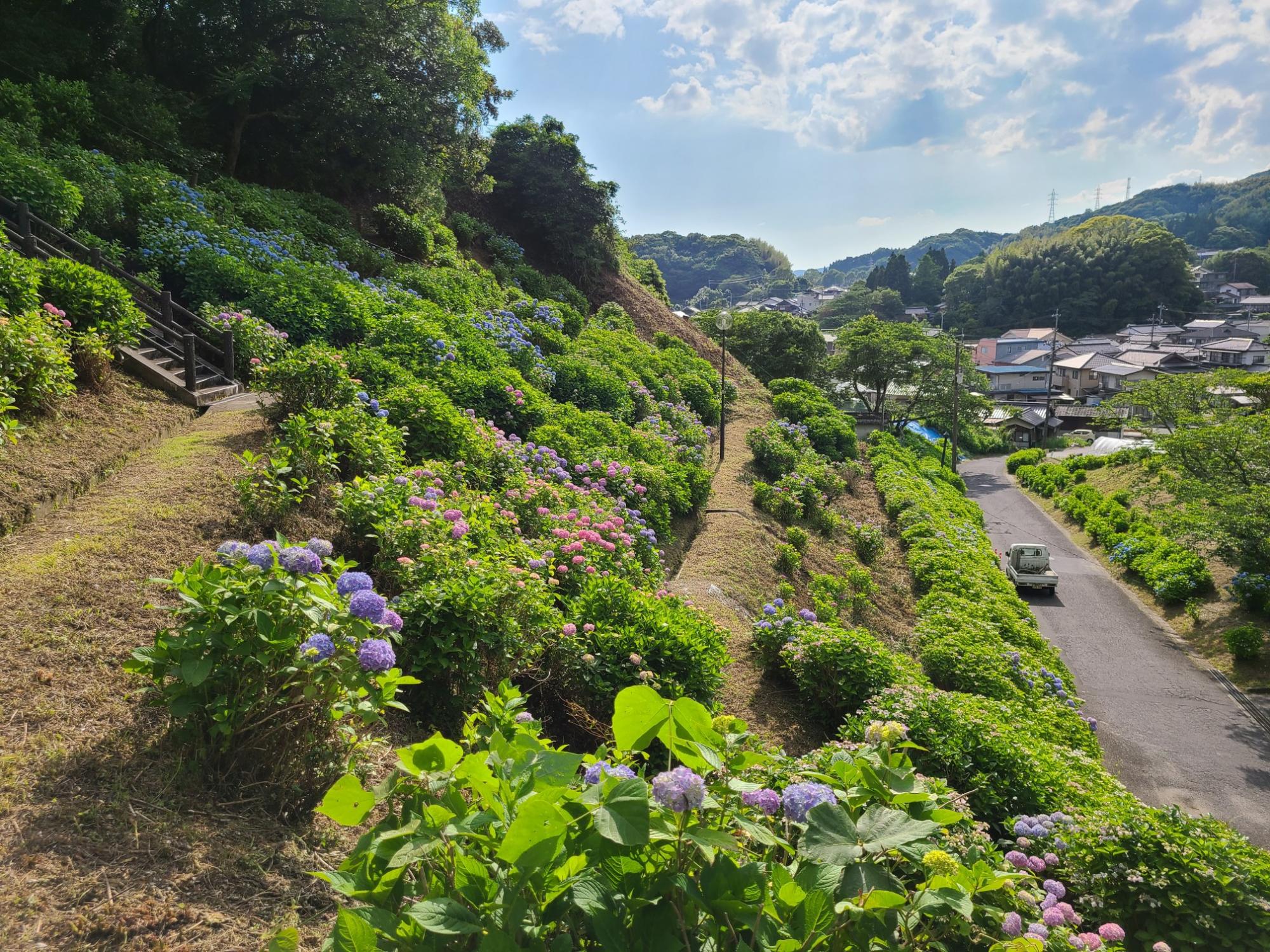 令和6年6月3日のあじさい苑の写真2