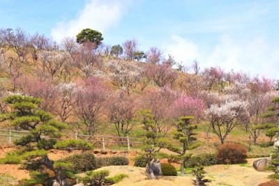 手前には松の木が植えられていて、その奥に花びらがピンクに色づいた梅の木がたくさん並んでいる写真