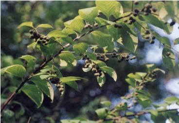 ヒトツバハギの枝に黒い実がついている写真